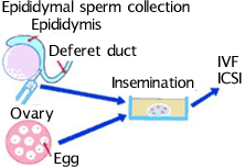 epididymal