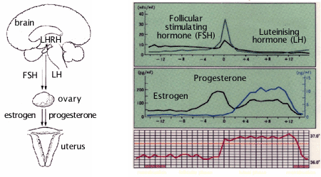 hormone