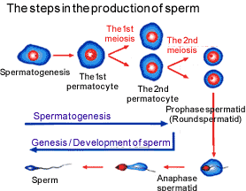 spermStep