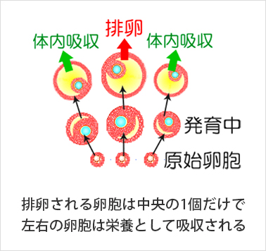 排卵について