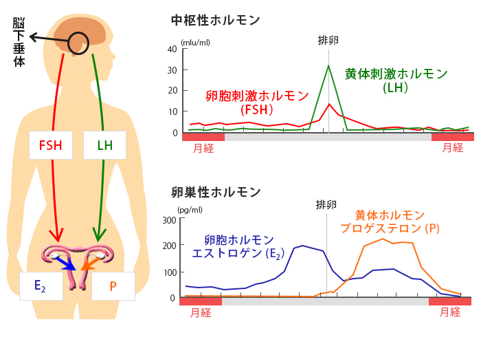 カウフマン療法