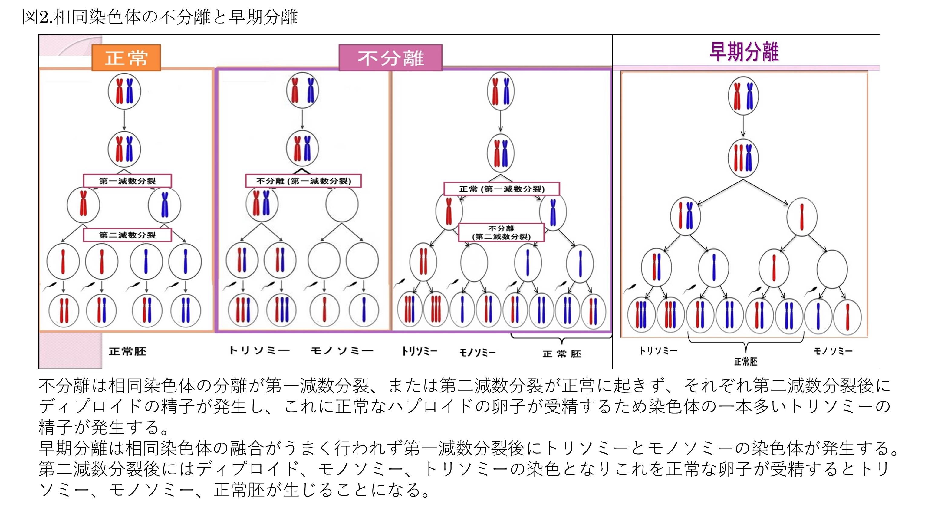着床前診断(PGT-A、PGT-SR、PGT-M)について - セントマザー産婦人科医院